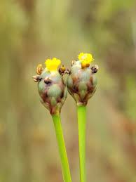 Image result for Xyris valida