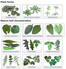 User Friendly Weed Identification Tool Pests In The Urban