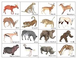 Some television shows are themed wildlife often take africa as the background of the event. A F R I C A N A N I M A L S P I C T U R E S A N D N A M E S Zonealarm Results