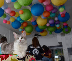 Use our collections to find the perfect gift. The Dancing Cat Adopt A Cat In San Jose