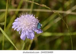 Image result for Solanecio mannii