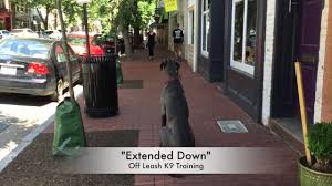 Jacksonville, nc (oaj) knoxville, tn (knx) lynchburg, va (lyn) myrtle beach, sc (myr) new river valley (vpi) norfolk / hampton roads (nfk). Dog Aggressive Great Dane After Video Great Dane Training In Northern Virginia Youtube
