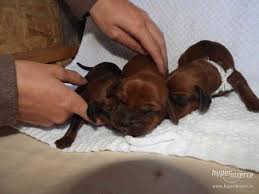 Image result for štýrský brakýř