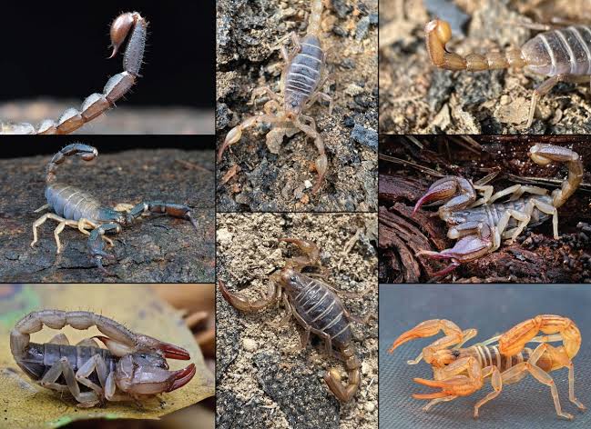 Yes, Oregon has scorpions. Plenty of them (photos & graphics) -  oregonlive.com