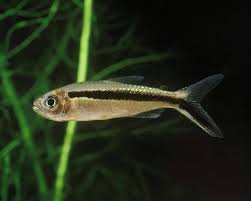 Image result for Tragia brevipes-benthamii-okanyu