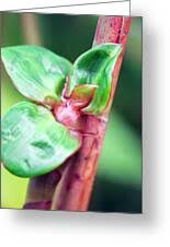 Image result for Costus afer