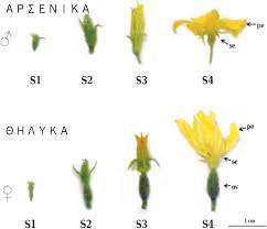 Image result for female flowers cucumber