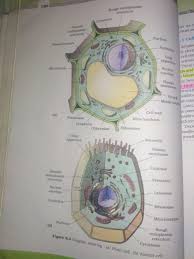 Animal and plant cells have a number of key similarities, but also some noted differences. Blgvvk7xybbexm