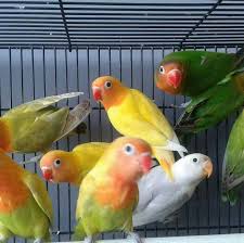 Check spelling or type a new query. Bakulan Lovebird Sayur Posts Facebook
