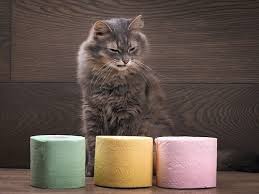 Dry, canned or raw food? Best Wet Dry Cat Food For Diarrhea 2021 Reviews Ratings