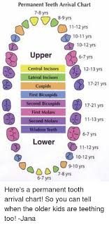 Permanent Teeth Arrival Chart 7 8yrs8 9 Yrs 7 8 Yrs 11 12