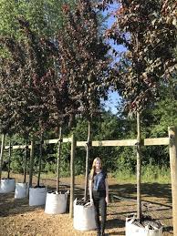 Is the size of the tree about right, but the main branches are obscured by extra. Barcham Pro Trees