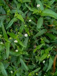 Image result for Eclipta prostrata