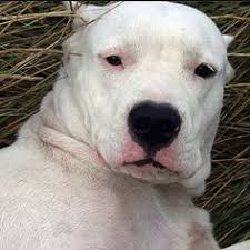 11 Best Dogo Argentino Images In 2019 Red White Setter