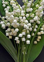Lily Of The Valley Symbolizes The Return Of Happiness Beautiful Flowers White Flowers Flower Garden