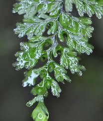 Image result for Hymenophyllum