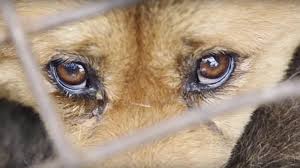 Kampanya Cin Deki Yulin Kopek Yeme Festivali Ne Son Verin Change Org