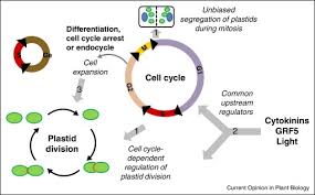 ✓ free for commercial use ✓ high quality images. Chloroplasts Around The Plant Cell Cycle Sciencedirect