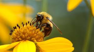 How to bees help flowers. Pollen Sized Pills Could Help Protect Bees From Pesticides Abc News