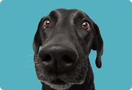 North dallas animal rescue and humane society offering dog adoption & foster services. Dfw Humane Society A Nonprofit No Kill Animal Shelter Dfw Humane Society