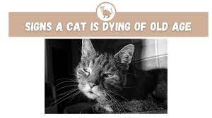 Signs A Cat Is Dying Of Old Age The Kitty Expert
