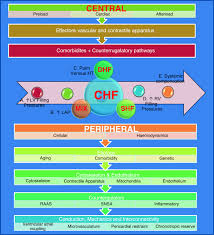 Systolic heart failure is defined as a clinical syndrome associated with congestive symptoms and/or symptoms of low cardiac output due to impaired ventricular pump function (reduced ef). The Heart Failure With Preserved Ejection Fraction Conundrum Redefining The Problem And Finding Common Ground Springerlink