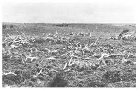 Image result for Sclerodactylon macrostachyum