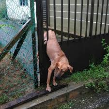 Download lagu melepaskan anjing tersepit (4.5mb) dan streaming kumpulan lagu melepaskan anjing tersepit (4.5mb) mp3 terbaru di metrolagu dan hasil diatas adalah hasil pencarian dari anda melepaskan anjing tersepit mp3 dan menurut kami yang paling cocok adalah melepaskan. Adam On Twitter Inilah Dinamakan Melepaskan Anjing Tersepit