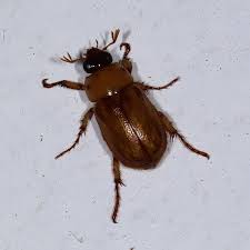 Image result for Buchnera cryptocephala