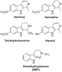 The fact that san pedro grows vigorously in the wild or cultivated in a home garden makes it a better choice for consumption over its slow growing and endangered cousin peyote. Psychotria Viridis An Overview Sciencedirect Topics
