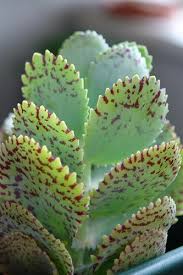 Kalanchoe Marmorata Succulentssimplified Succulents Succulents Succulent Gardening Cacti And Succulents
