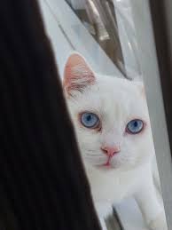 Rescue Story of Polar the Cat