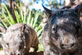 「Wombats」的圖片搜尋結果