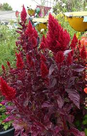 Celosia Sunday Red August Flowers Beautiful Flowers Gothic Garden