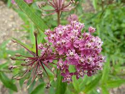 See this plant in the following landscapes: Asclepias Incarnata Marsh Milkweed Swamp Butterfly Weed Swamp Milkweed North Carolina Extension Gardener Plant Toolbox