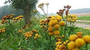 Rainfarn Wirkt Als Biologischer Pflanzenschutz Pflanzen Pflanzenschutz Farn
