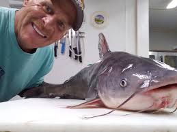 The Blue Cat Lodge, from Ozarks, located