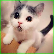  Download 78 Gambar Gambar Yang Lucu Dan Imut Terbaik Gratis Hd Kittens Cutest Cute Animals Baby Cats