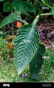 Image result for Brillantaisia owariensis