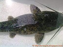 Tips Memilih Induk Ikan Lele Yang Baik Dan Berkualitas Bagus