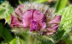 Image result for Smithia erubescens