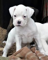 Buy and sell locally in lubbock, tx. Boxer Puppies For Sale Lubbock Tx 141194 Petzlover