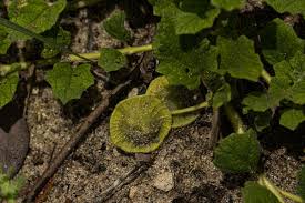 Image result for Dicerocaryum eriocarpum