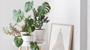 Check spelling or type a new query. Decorate With The Monstera Leaf