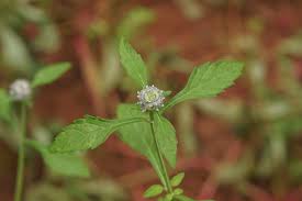 Image result for Platostoma