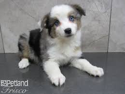 Quality breeder of toy & mini aussies. Toy Australian Shepherd Dog Female 2653068 Petland Frisco Tx
