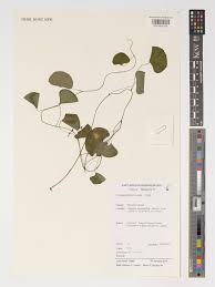 Image result for Cissampelos torulosa