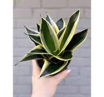 Sansevieria Trifasciata ‘Lotus Hahnii’ — Stayin' Alive Succulents