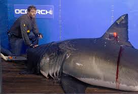 I really hope this is helpful in some way. Great White Shark Cruising East Coast Becomes Twitter Star Helping Draw Attention To Research 660 News