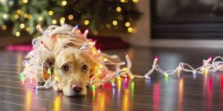 We are a low volume specialty boutique breeder and trainer of german shepherds in ohio. Christmas Dog Wallpapers Top Free Christmas Dog Backgrounds Wallpaperaccess